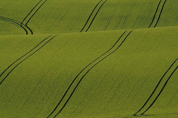 Photo 6"x4" Tramlines in a field at Legerwood Legerwood c2008