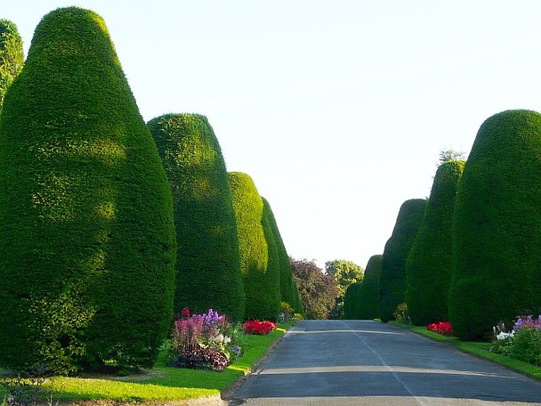 Photo 6"x4" Yew tree avenue, Carlisle Cemetery Carlisle c2008