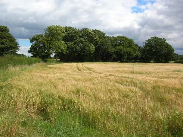 Photo 6"x4" Trees and barley Wigginton\/SE5958 c2008