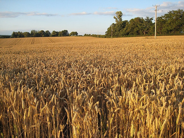 Photo 6"x4" Ready for harvesting Bromsash c2008