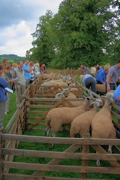 Photo 6"x4" The Sheep, Osmotherley Show Osmotherley c2008