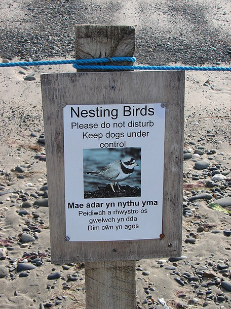 Photo 6"x4" Nesting Birds Ynys Tachwedd\/SN6093 c2008