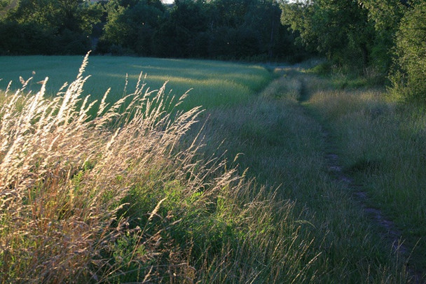 Photo 6"x4" The Path to Maywood Farm Risley\/SK4635 c2008