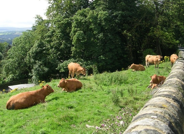Photo 6"x4" Cows may safely graze! - Stock Lane Sowerby Bridge c2008