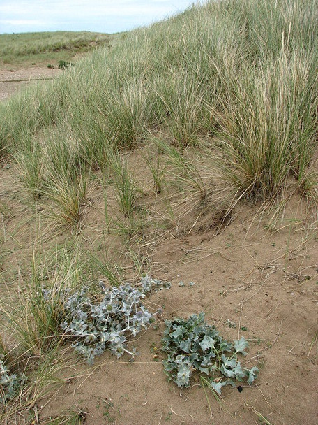 Photo 6"x4" Sea Holly (Eryngium maritimum) Burnham Overy Staithe c2008