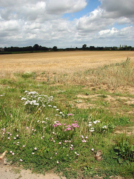 Photo 6"x4" View towards Upton Green Fishley\/TG4011 c2008