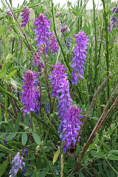 Photo 6"x4" Tufted Vetch (Vicia cracca) Inverkeilor c2008