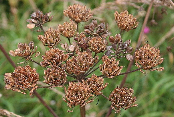 Photo 6"x4" Hogweed (Heracleum sphondylium) Inverkeilor c2008
