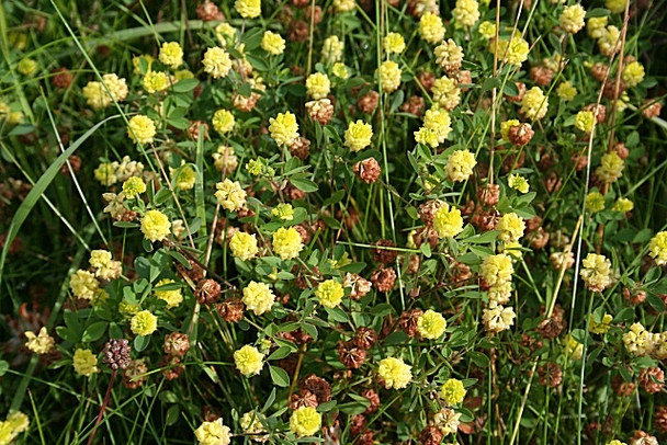 Photo 6"x4" Black Medick (Medicago lupulina) Red Head\/NO7047 c2008
