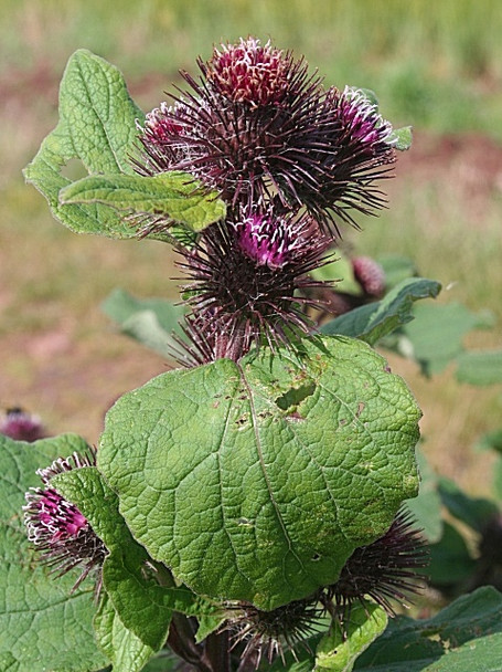 Photo 6"x4" Lesser Burdock (Arctium minus) Red Head\/NO7047 c2008