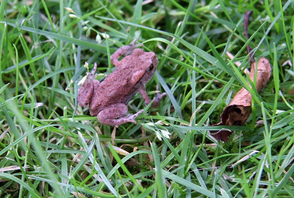 Photo 6"x4" Common Toad Briningham c2008