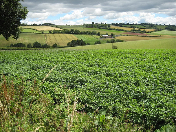 Photo 6"x4" Potato crop between Bromsash and Linton Bromsash c2008