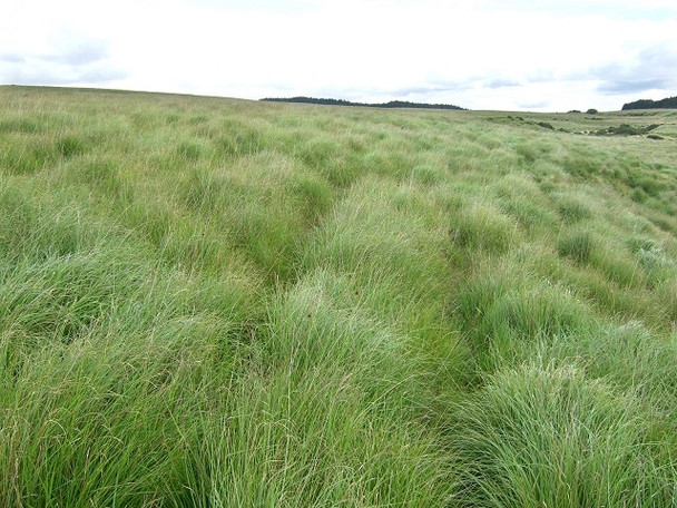 Photo 6"x4" Rough Grassland North of Coed y Rhaiadr Coelbren c2008