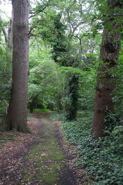 Photo 6"x4" Footpath in Little Wood Finchley c2008
