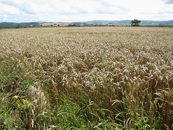 Photo 6"x4" Wheat field at Fawley Cross Brinkley Hill c2008