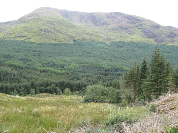 Photo 6"x4" Edge of track, dense forestry with Coire Dubh below Fraochaidh beyond Achadh nan Darach c2008