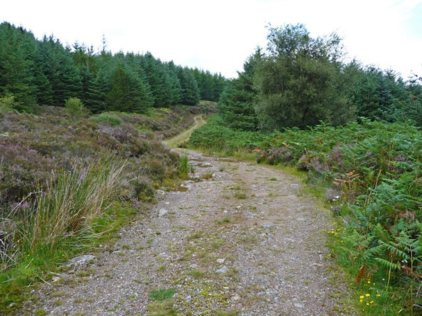 Photo 6"x4" Track  in Kylerhea Forest Kylerhea\/Caol Reatha c2008