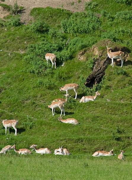 Photo 6"x4" Fallow deer Beetham\/SD4979 c2008