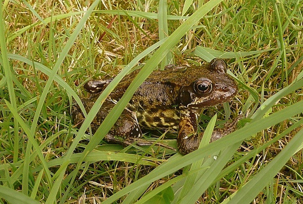 Photo 6"x4" Frog in a suburban garden Reading c2008