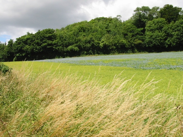 Photo 6"x4" Field of flax near Soval Wood Church Hougham c2008