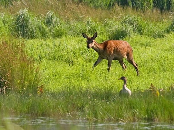 Photo 6"x4" Red Deer Red Bridge c2008