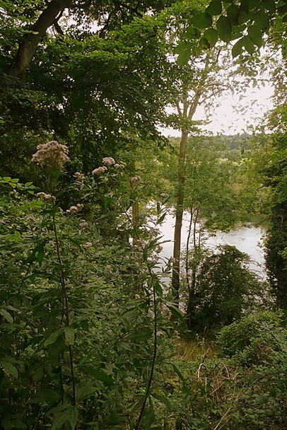 Photo 6"x4" The Thames through the trees Lower Basildon c2008