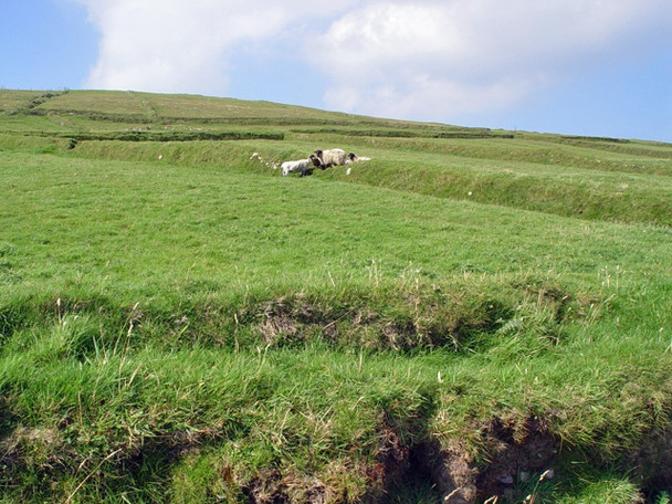 Photo 6"x4" Field System, Great Blasket Dunquin c2003