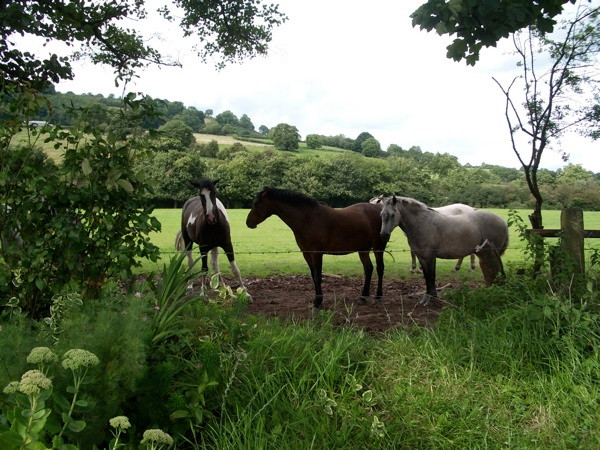 Photo 6"x4" Llanvihangel Crucorney: horse grazing land Crossways\/SO3220 c2008