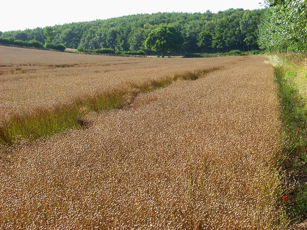 Photo 6"x4" Farmland, Boxford Hunt's Green\/SU4370 c2008