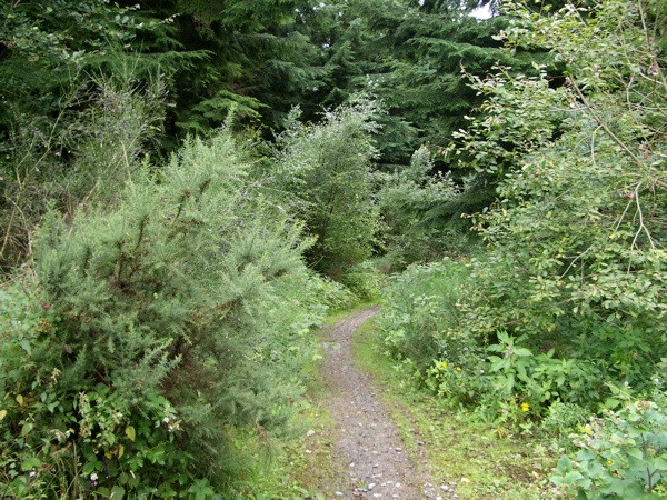 Photo 6"x4" Woodland Track Llanfoist c2008
