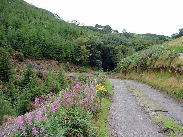 Photo 6"x4" Forestry road by Nant yr Aber Aberffrwd\/SN6878 c2008