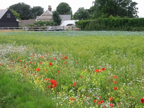 Photo 6"x4" Wild flowers in the flax field, West Hougham West Hougham c2008