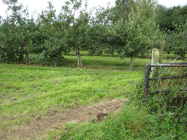 Photo 6"x4" Footpath through cider orchard Corse\/SO7826 c2008