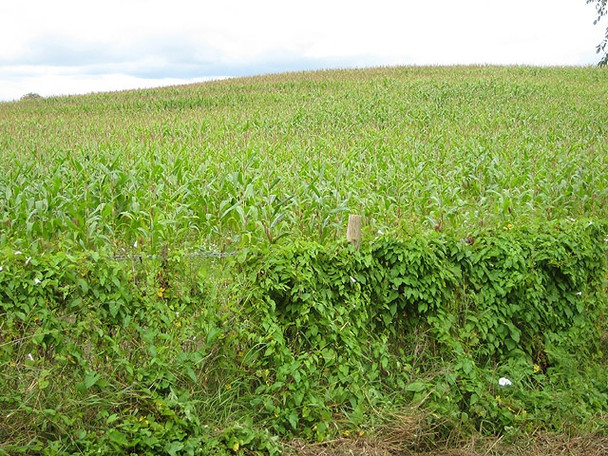 Photo 6"x4" Maize crop off Bovone Lane, Tibberton Highleadon c2008