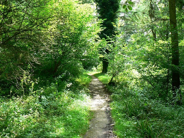 Photo 6"x4" Path through Woodchester Park Nailsworth c2008