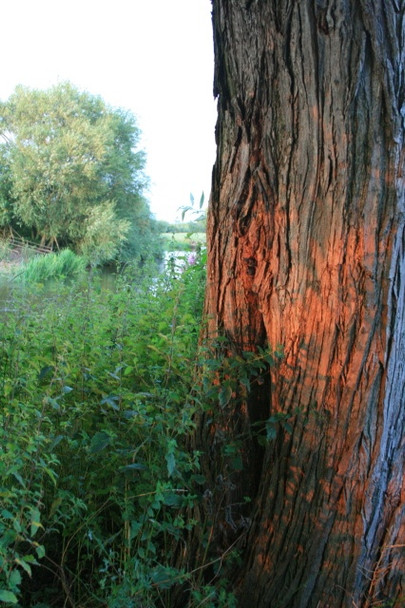 Photo 6"x4" Old Willow Trunk Great Wilne c2008