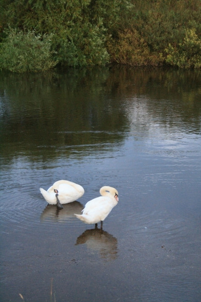 Photo 6"x4" Two Derwent Swans Church Wilne c2008