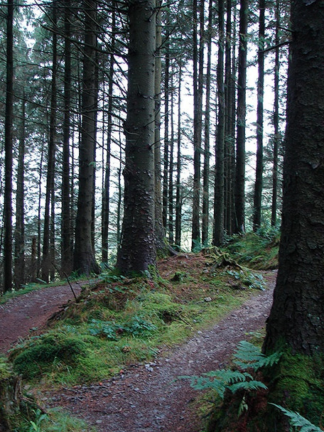 Photo 6"x4" Forestry at Allt Tyn-y-graig Cwmerfyn c2008