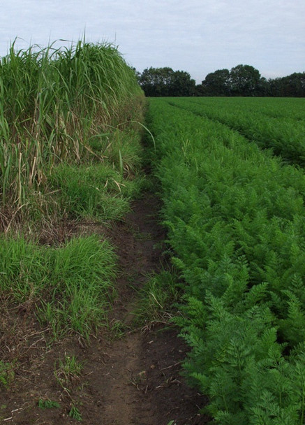 Photo 6"x4" Carrot tops, near Market Weighton Market Weighton c2008