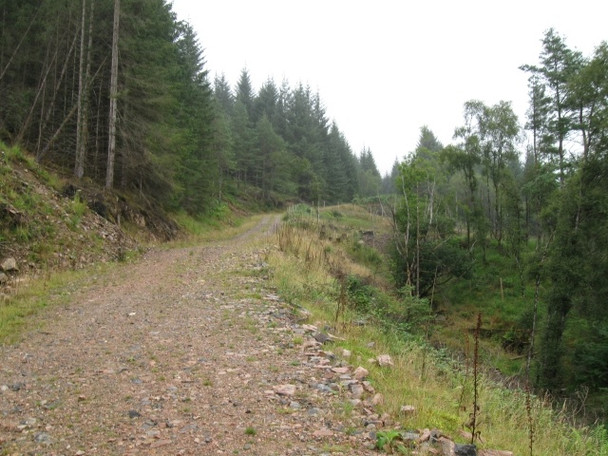 Photo 6"x4" Looking uphill across forestry above Wauchan, Gleann Fionnlighe Kinlocheil c2008