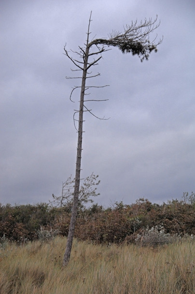 Photo 6"x4" Wind Pruned Tree at Formby Formby c2008