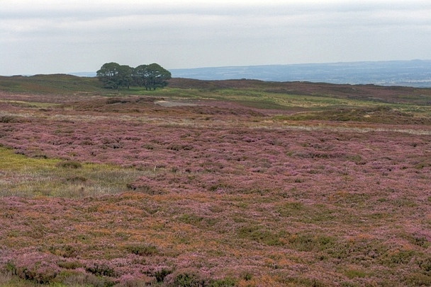 Photo 6"x4" Moorland West of Rudland Rigg Low Mill\/SE6795 c2008