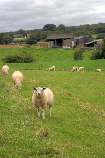 Photo 6"x4" Pasture  Field Near Grays Lowna c2008