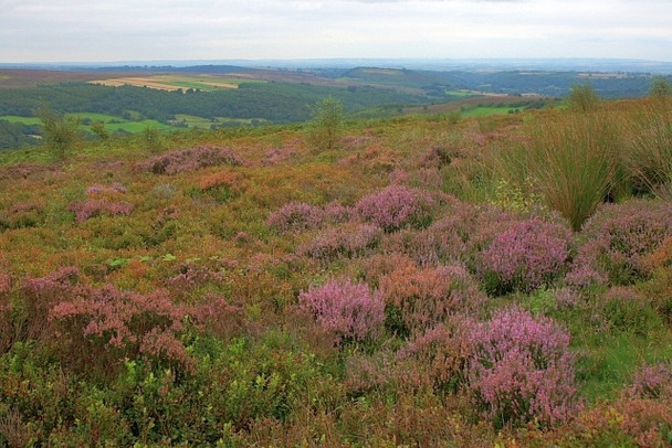 Photo 6"x4" Heather Moorland Low Mill\/SE6795 c2008