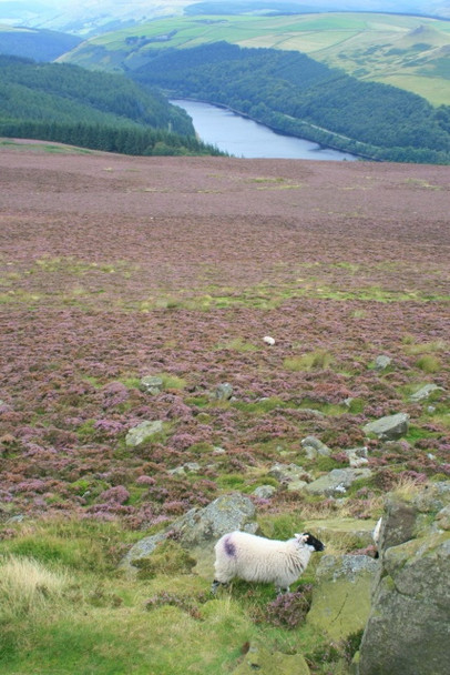 Photo 6"x4" Sheep and Ashop Valley Ashopton c2008