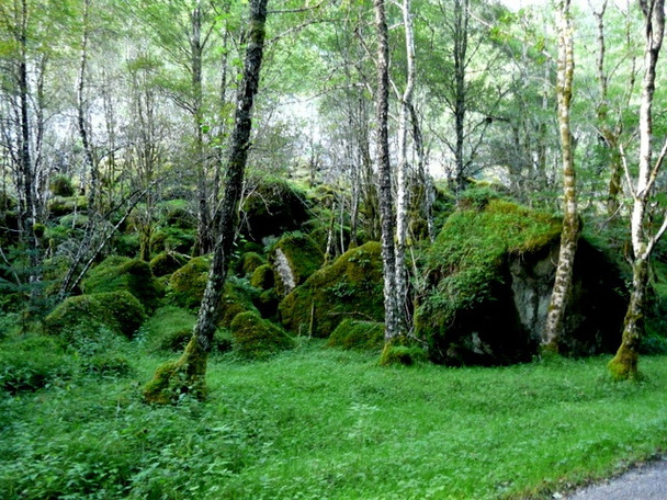 Photo 6"x4" There should be fairies here! Easter Boleskine c2008