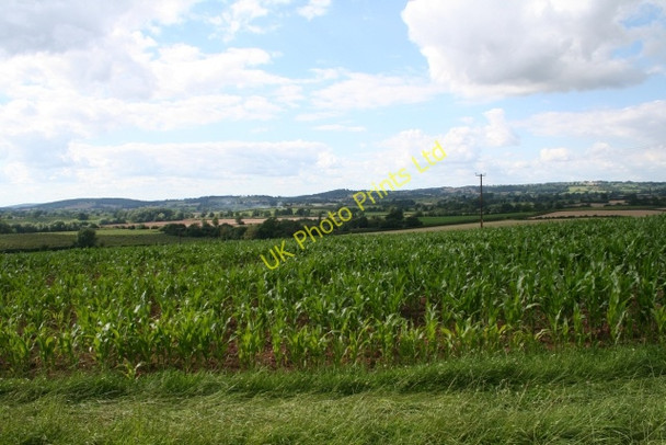 Photo 6"x4" Maize Field near Peg's Farm Staplow c2007