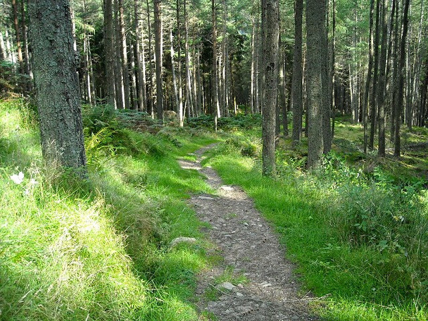 Photo 6"x4" Path in Strathyre Forest Strathyre\/NN5617 c2008 P1