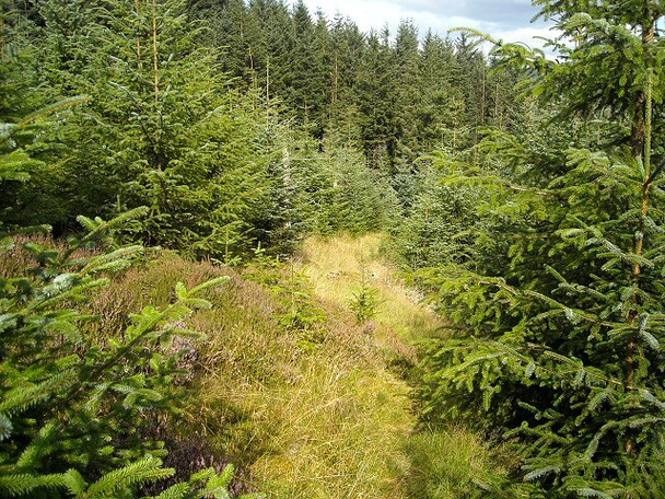 Photo 6"x4" Path in Strathyre Forest Strathyre\/NN5617 c2008