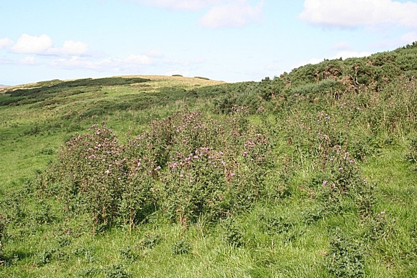 Photo 6"x4" North End of Clashmach Hill Craighead\/NJ4940 c2008